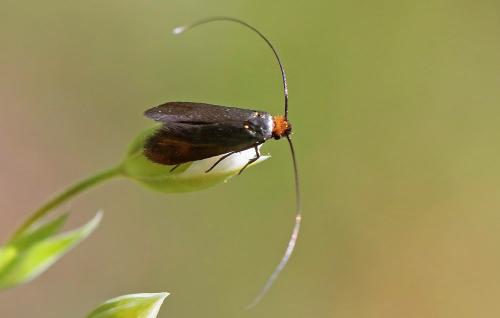 Cauchas rufimitrella
